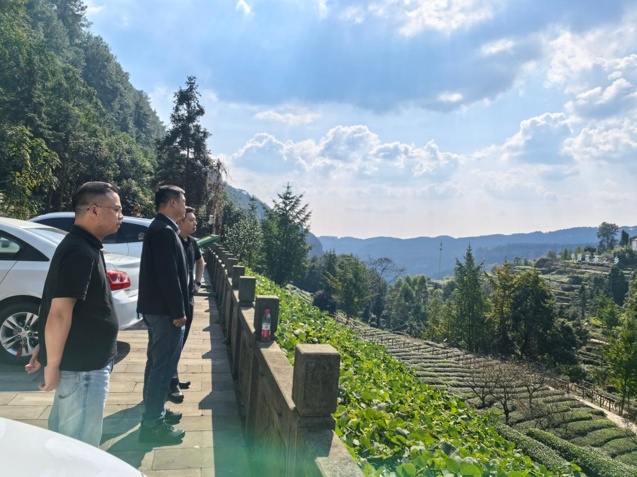 李总裁一行参观考察茶园标准化种植基地 李总裁一行参观考察茶园标准化种植基地